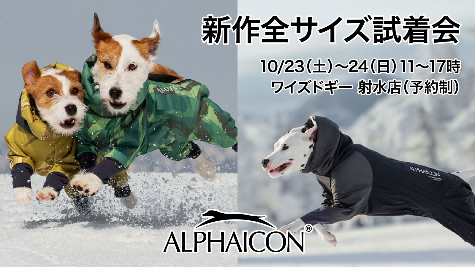 看板犬控え クレア スタンダード プードル ワイズドギー 看板犬控え クレア スタンダード プードル ワイズドギー
